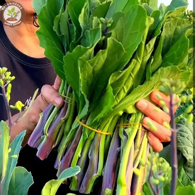 🌱🌱Sweetheart Red Kale Seeds, Red-Stem Kale Seeds