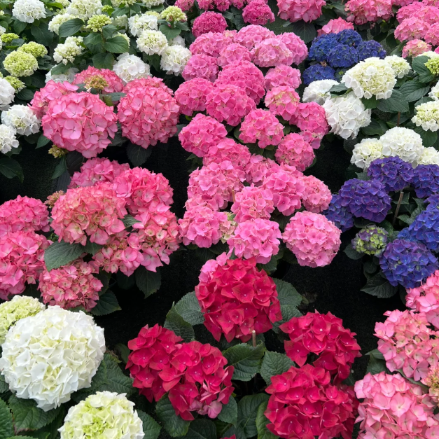 🌼Perennial Hydrangea Seeds