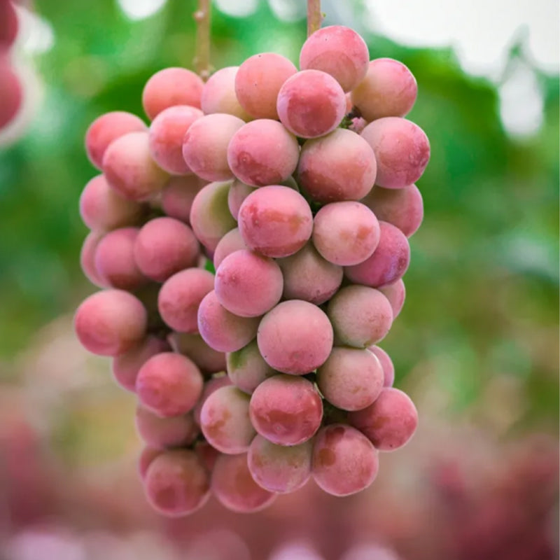 🍇Queen Nina Grape Seeds-Non-GMO