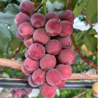 🍇Queen Nina Grape Seeds-Non-GMO