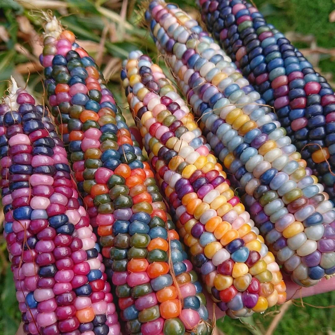 Decorative Corn Gem corn  Seeds