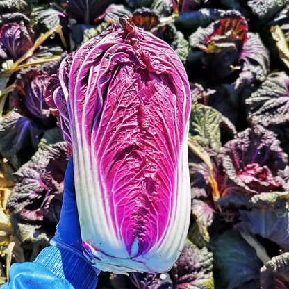 Organic Purple Cabbage Seeds