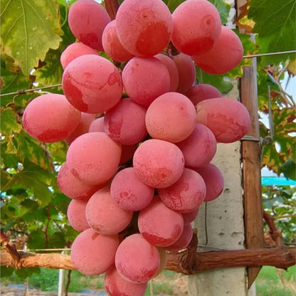 🍇Queen Nina Grape Seeds-Non-GMO