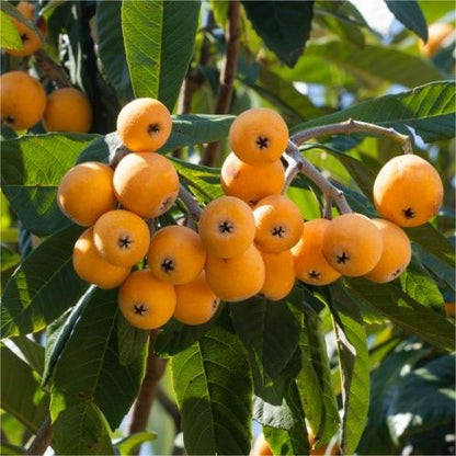 Five-star Loquat Seeds