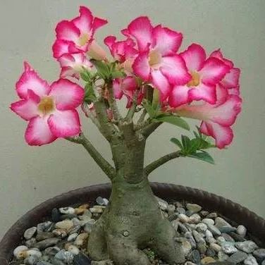 💐Desert Rose Seeds💖Various Colors🌱Long Flowering Period