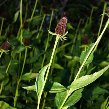 WESTERN CONEFLOWER Rudbeckia Occidentalis Green Wizard aka Rayless Naked Chocolate Black Flower Herb Seeds