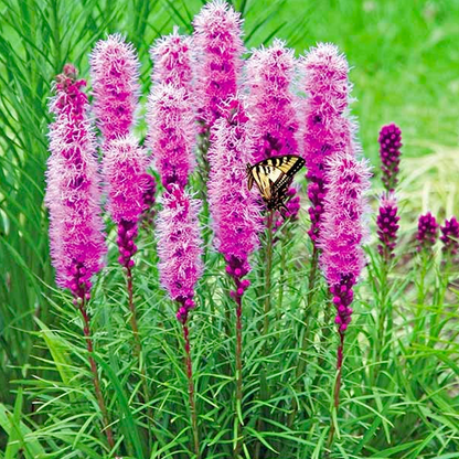 Gayfeather / Blazing Star Seeds - Liatris Seeds