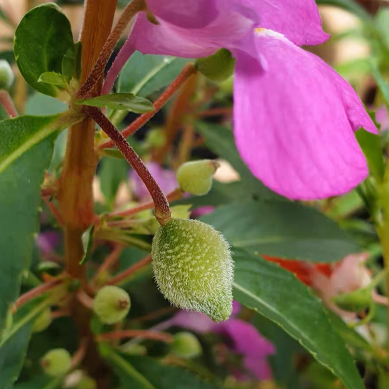 Best Flower For Shade: Mixed Impatiens Seeds