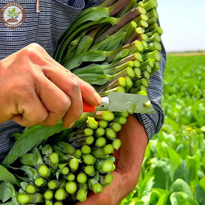 🌱🌱Sweetheart Red Kale Seeds, Red-Stem Kale Seeds