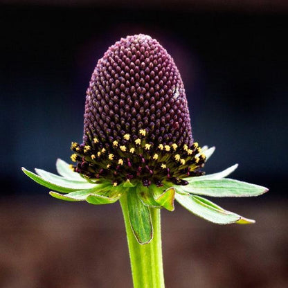 WESTERN CONEFLOWER Rudbeckia Occidentalis Green Wizard aka Rayless Naked Chocolate Black Flower Herb Seeds