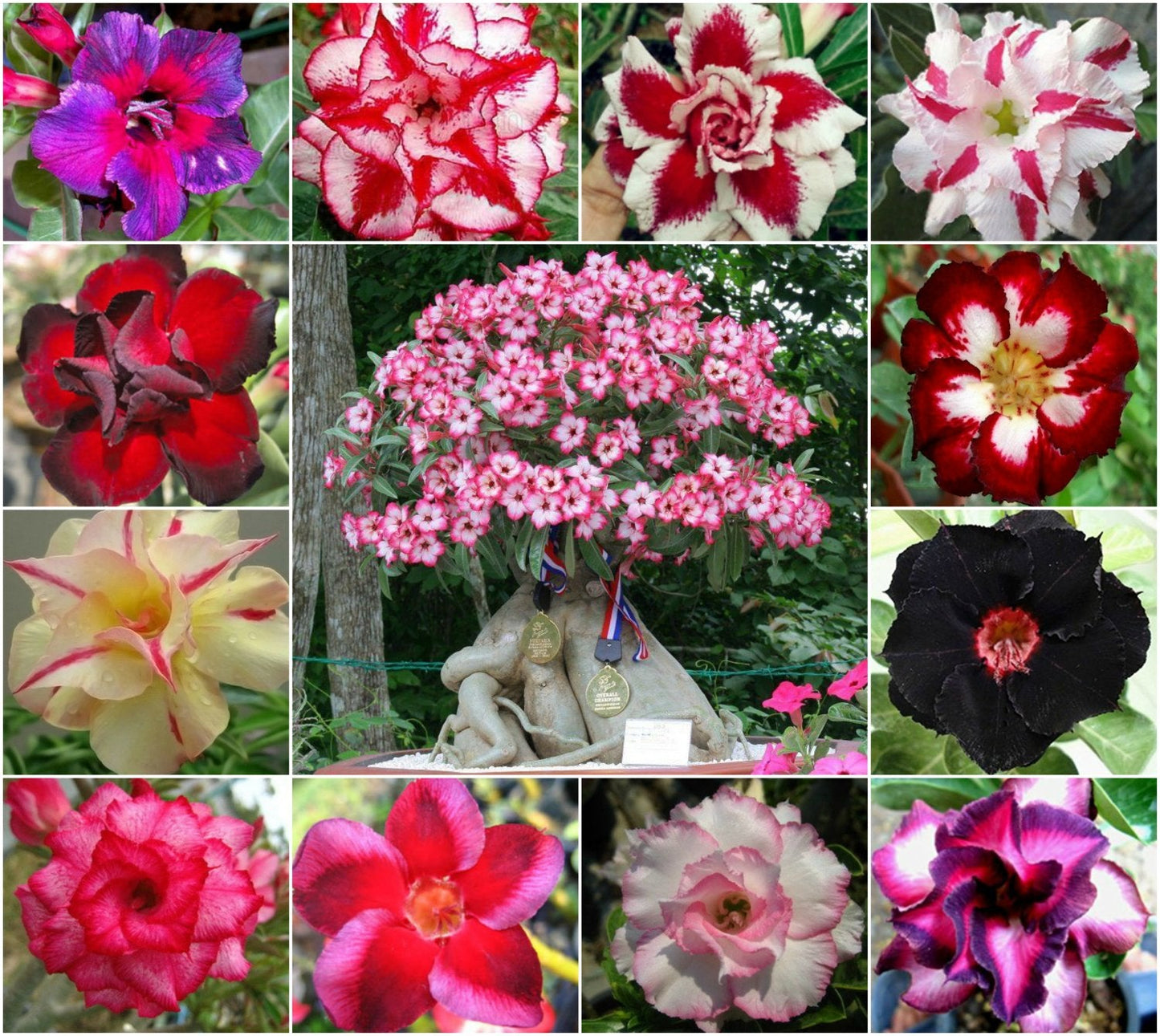 💐Desert Rose Seeds💖Various Colors🌱Long Flowering Period