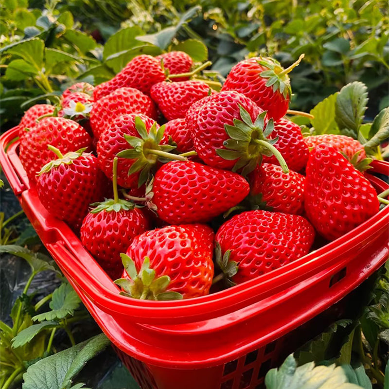 Sweet Dreamland Cream Strawberry Seeds