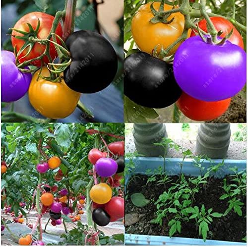 Rainbow Tomato Seeds (100 Seeds)