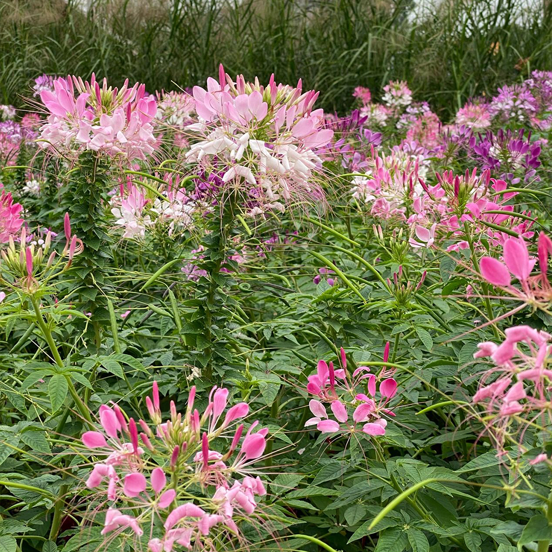 Cleome Seeds - Cherry Queen