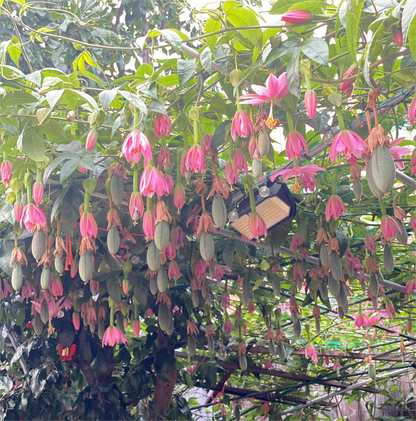 🔥HOT SALE🔥Rare Banana Passion Fruit Seeds