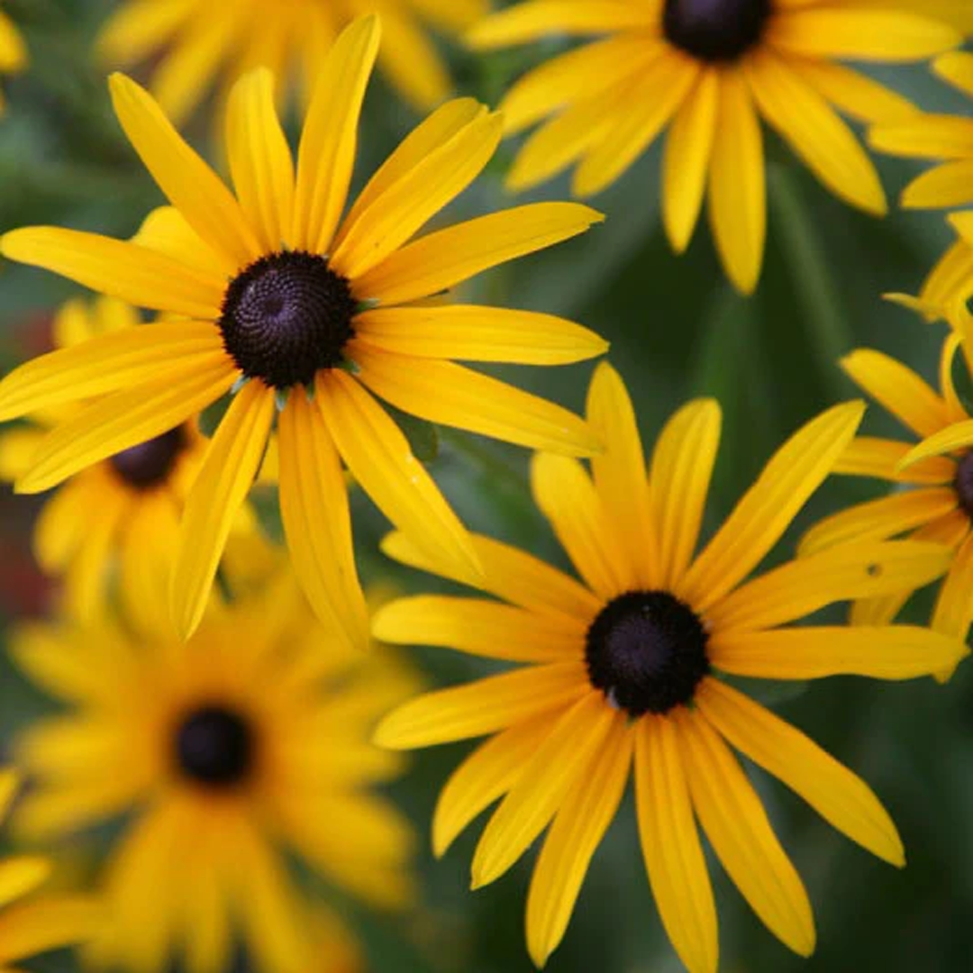 Black Eyed Susan Seeds