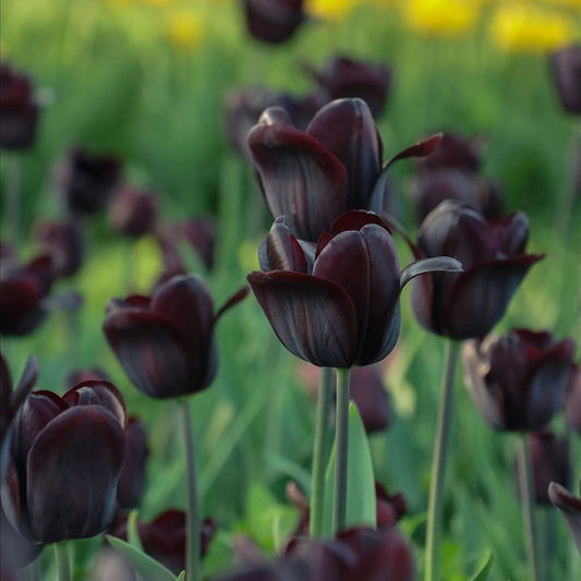 Tulip Bulbs - Infinite Black