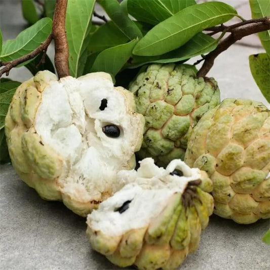 Custard Apple Annona Squamosa Seeds - Sugar Apple, Sweetsop