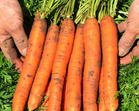 🌱 Organic Carrot Seeds – A Natural Miracle from Field to Table! 🥕