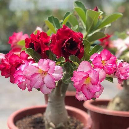 💐Desert Rose Seeds💖Various Colors🌱Long Flowering Period