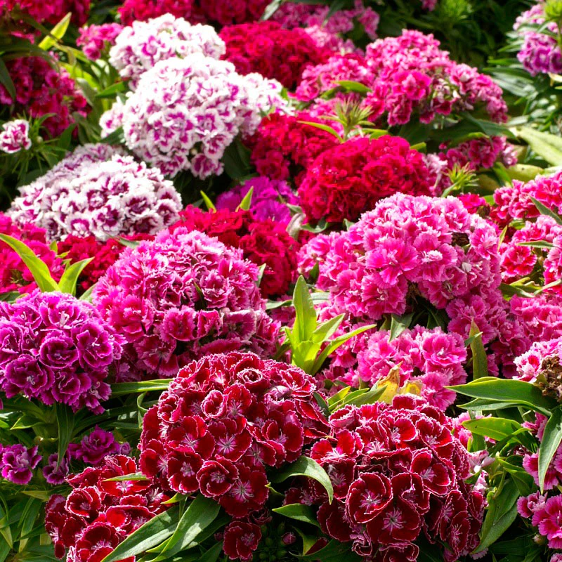 Mixed Dianthus/Sweet William Seed