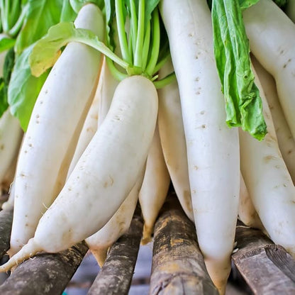 💎White Icicle Radish,Easy to grow, high yield:  the new star of the family garden! 🥕