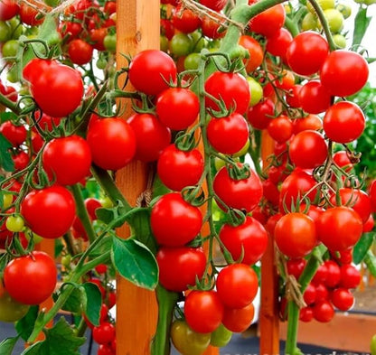 Tomato Supersweet 100 F1 Hybrid Seeds🍅