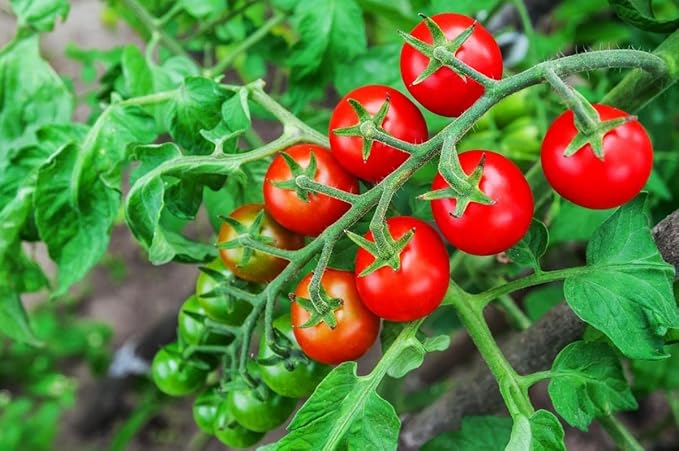 Tomato Supersweet 100 F1 Hybrid Seeds🍅