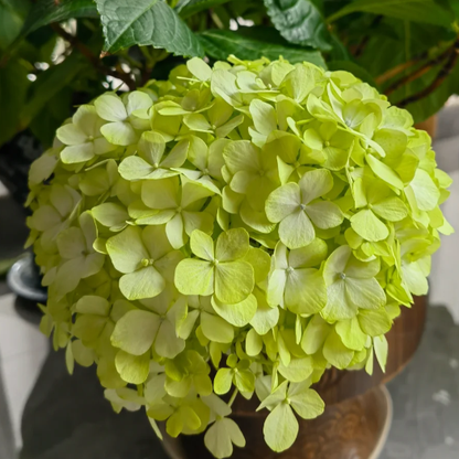 🌼Perennial Hydrangea Seeds