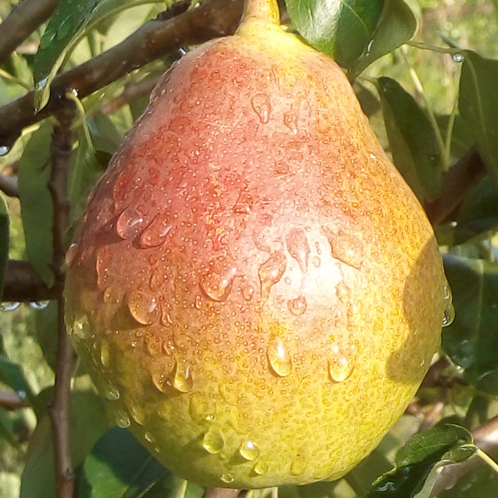 Pyrus communis Seeds - granny's pears