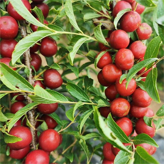 Ruby Calcium Berry Seeds🍒Prunus humilis