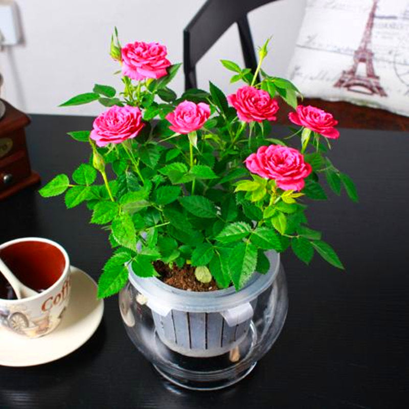 🌺Last Day Sale - 60% OFF💐Beautiful Mini Rose Seeds