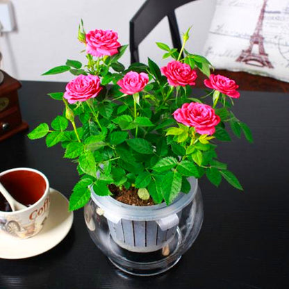 🌺Last Day Sale - 60% OFF💐Beautiful Mini Rose Seeds