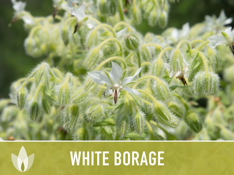 😍😍Last Day Sale - 60% OFF✨White Borage Seeds