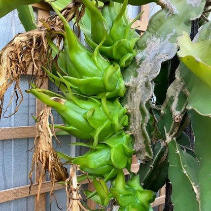 Multi-colored Dragon Fruit Seeds