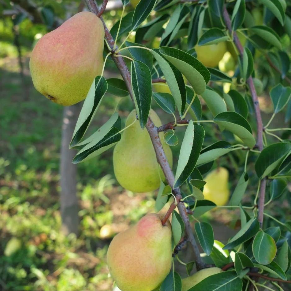 Pyrus communis Seeds - granny's pears