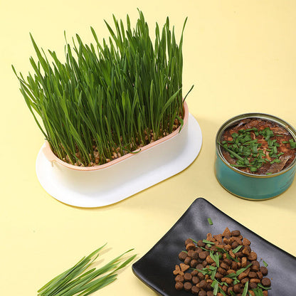 🔥Limited Time Special Offer 😻Soilless Cat Grass Seeds+Hydroponic Box