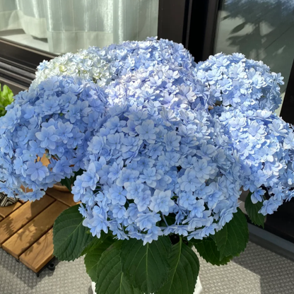 🌼Perennial Hydrangea Seeds