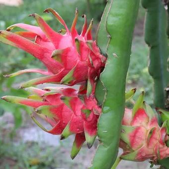 Multi-colored Dragon Fruit Seeds