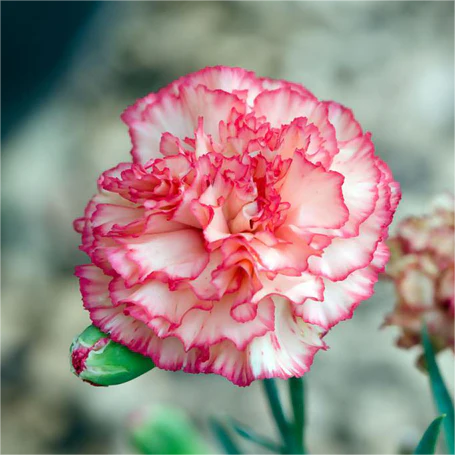 Carnations Seeds-Goleb