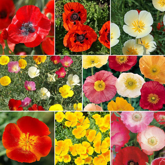 Poppy Power - Poppy Flower Seed Mix