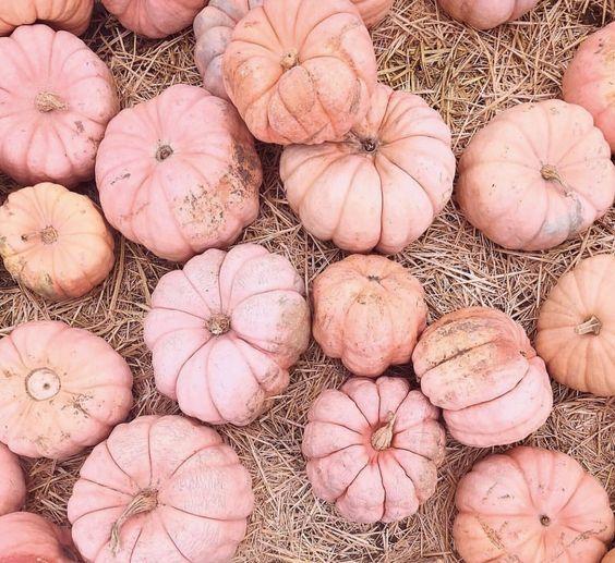 Pink Pumpkin Seeds