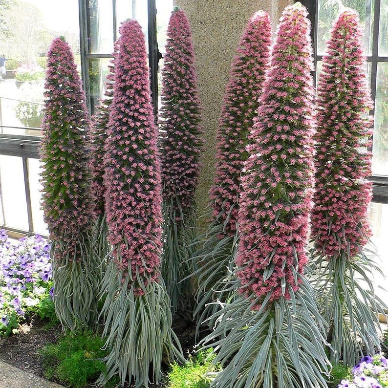 TOWER OF JEWELS Red Bugloss Echium Wildpretii Ruby Hummingbird Flower Seeds *Flat Shipping