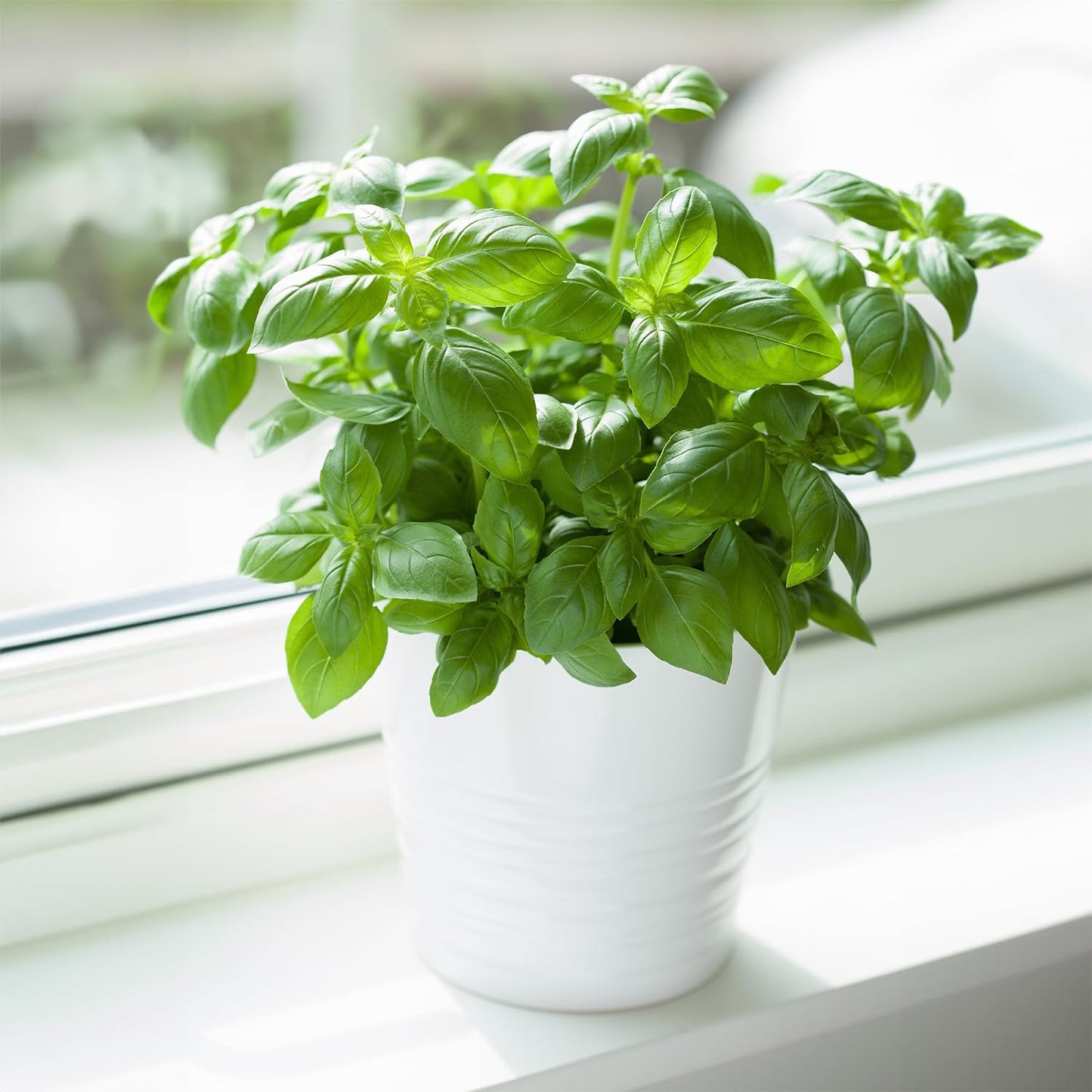 😍Last Day Sale - 60% OFF✨Organic Basil Seeds