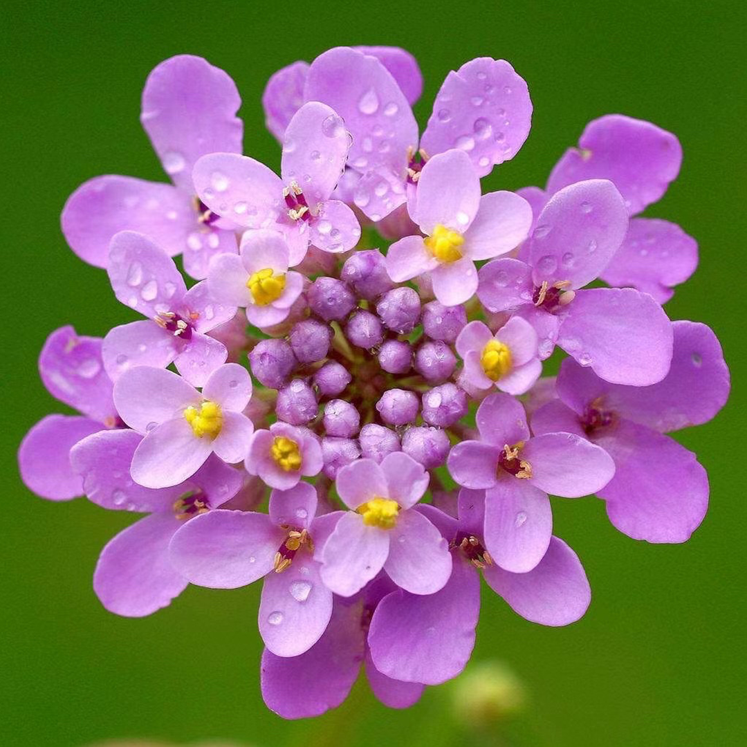 Candytuft Seeds - Mixed Colors