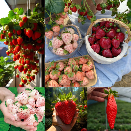 🍓Cream Giant Strawberry Seeds -- Various shapes & Natural juices🥤-Clearance sale