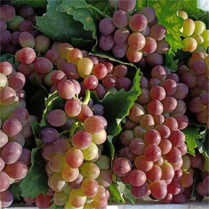 Midknight Beauty Grapes Seeds - Giant Rose (Rose scented)