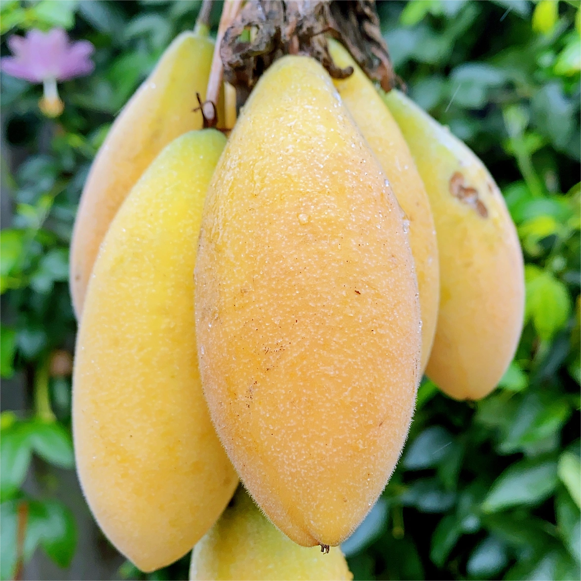 🔥HOT SALE🔥Rare Banana Passion Fruit Seeds