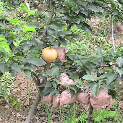 Bag Pear Seeds Yellow  Pear Tree Bonsai Seeds Sweet Delicious Exotic Fruit Seeds