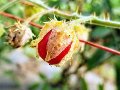 Litchi Tomato AKA Morelle de Balbis Seeds (Certified Organic)